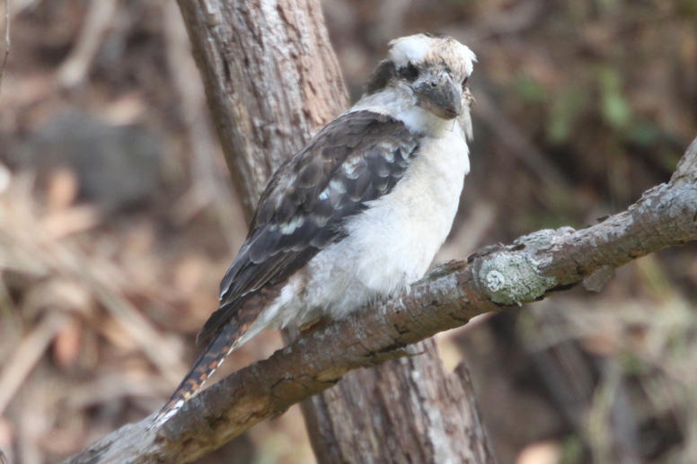 kookaburra